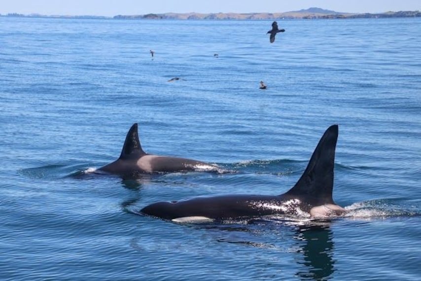 Whale & Dolphin Safari-4